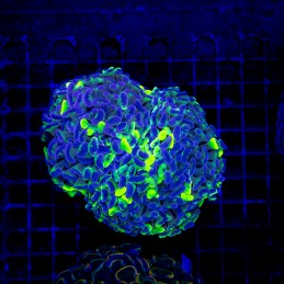 H-2526 - Euphyllia paraancora