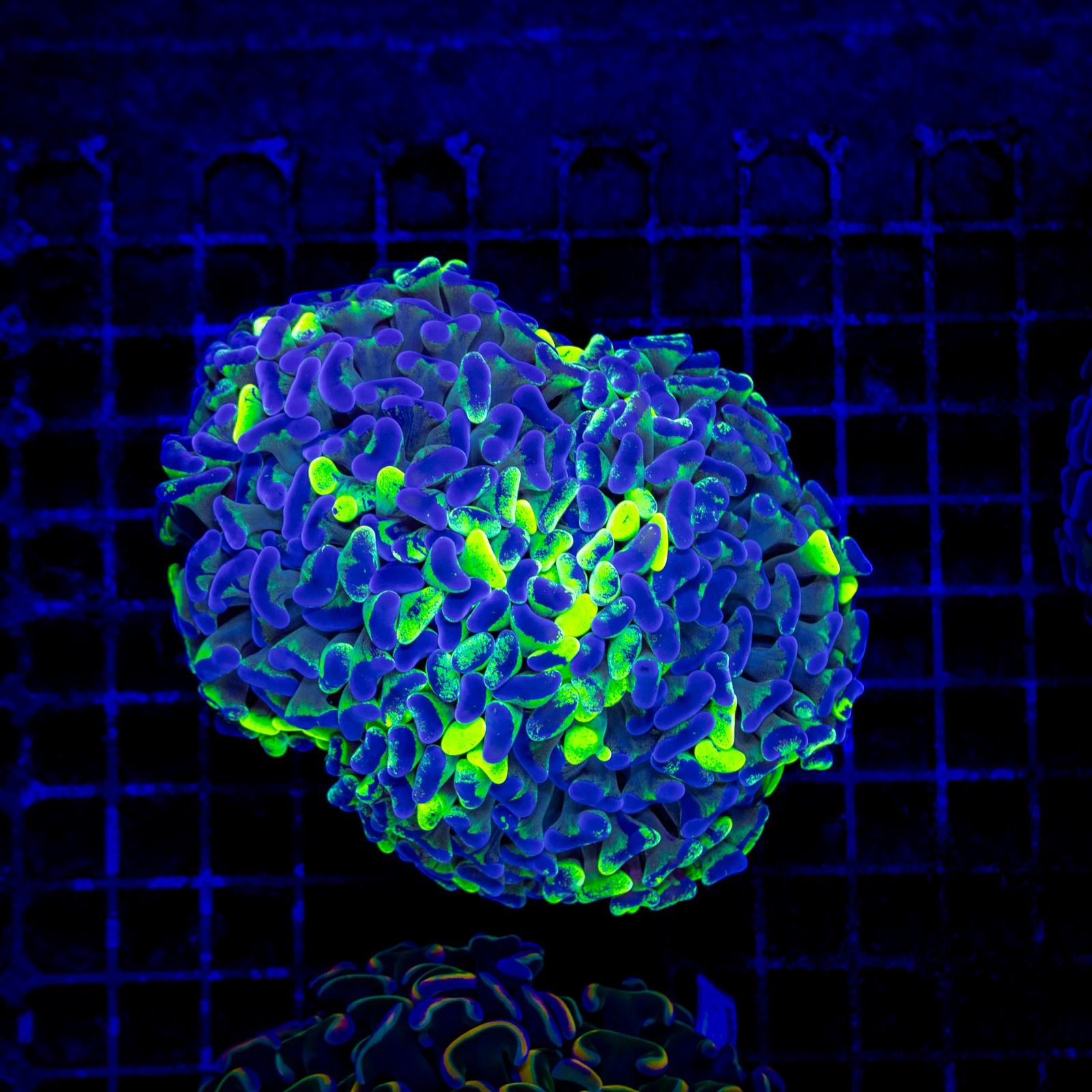 H-2526 - Euphyllia paraancora