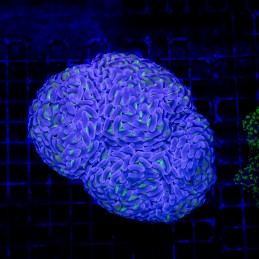 H-2527 - Euphyllia paraancora