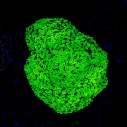 H-2528 - Euphyllia paraancora