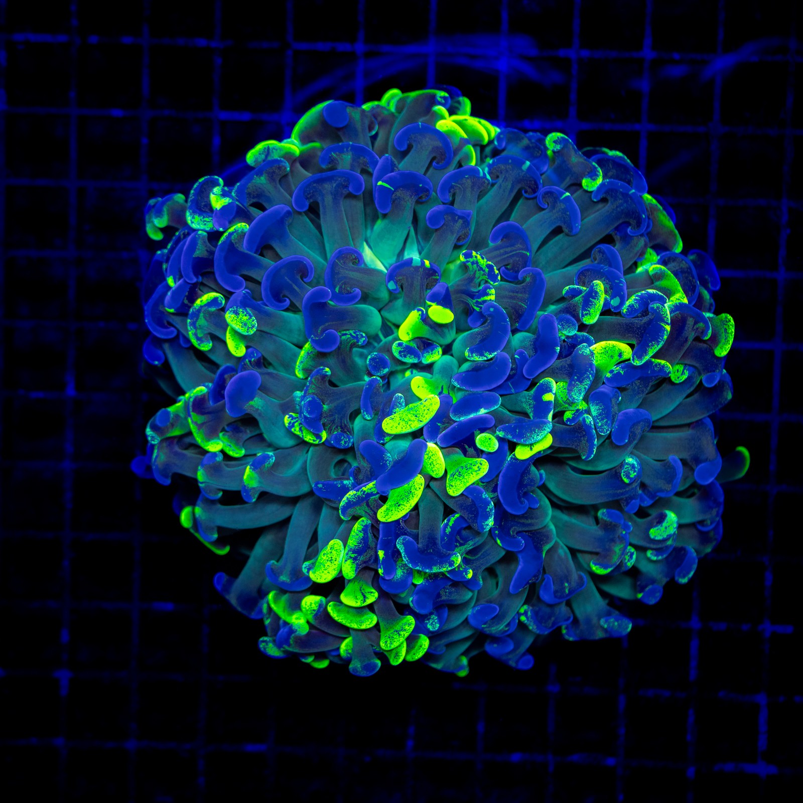 H-2530 - Euphyllia paraancora