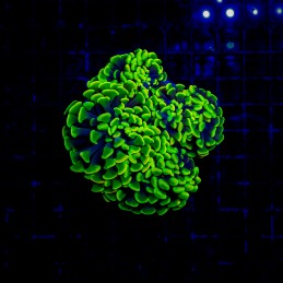 H-2532 - Euphyllia paraancora
