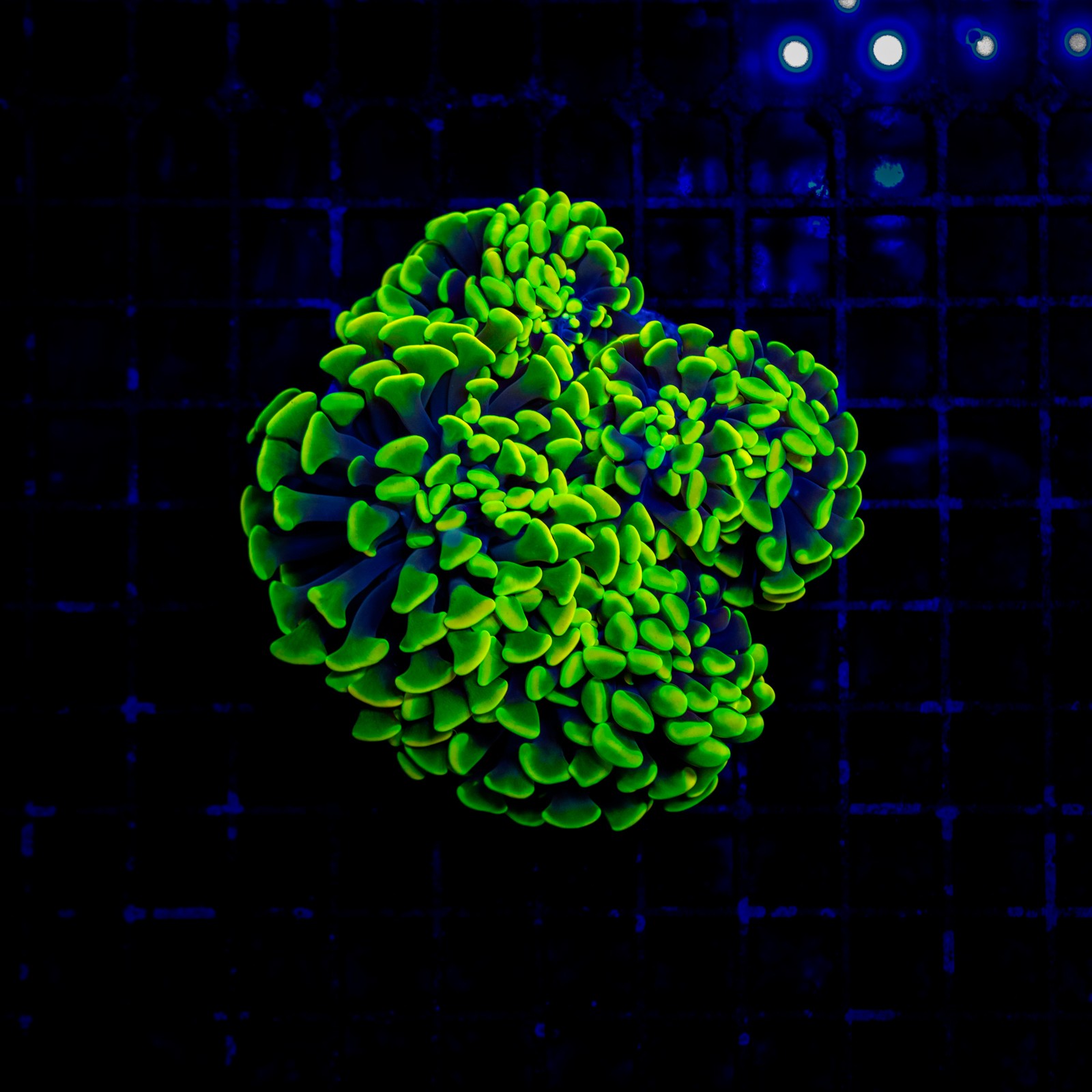 H-2532 - Euphyllia paraancora