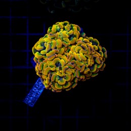 H-2533 - Euphyllia paraancora