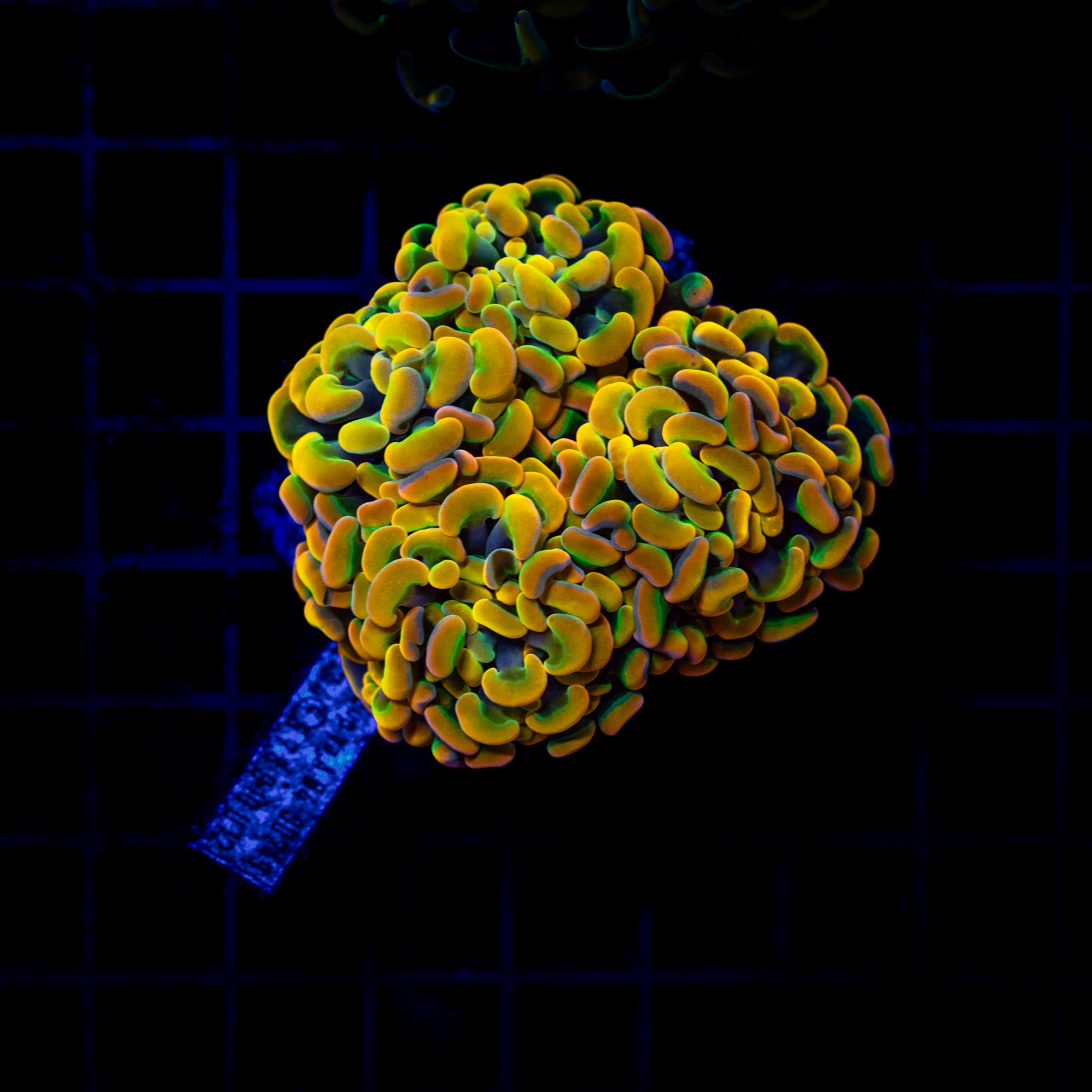 H-2533 - Euphyllia paraancora