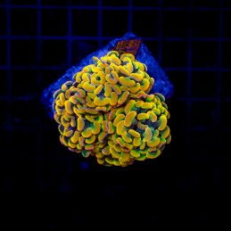 H-2534 - Euphyllia paraancora