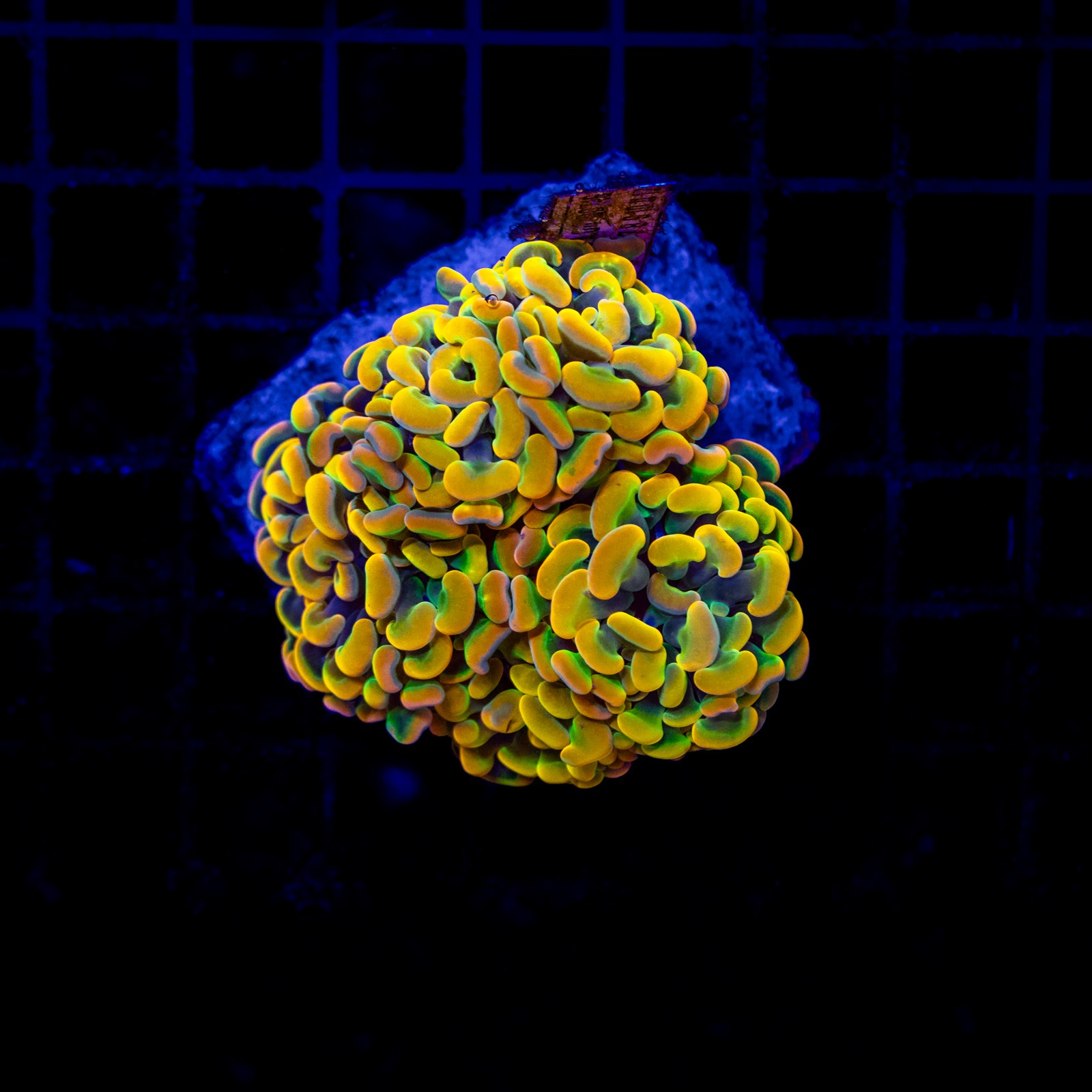 H-2534 - Euphyllia paraancora