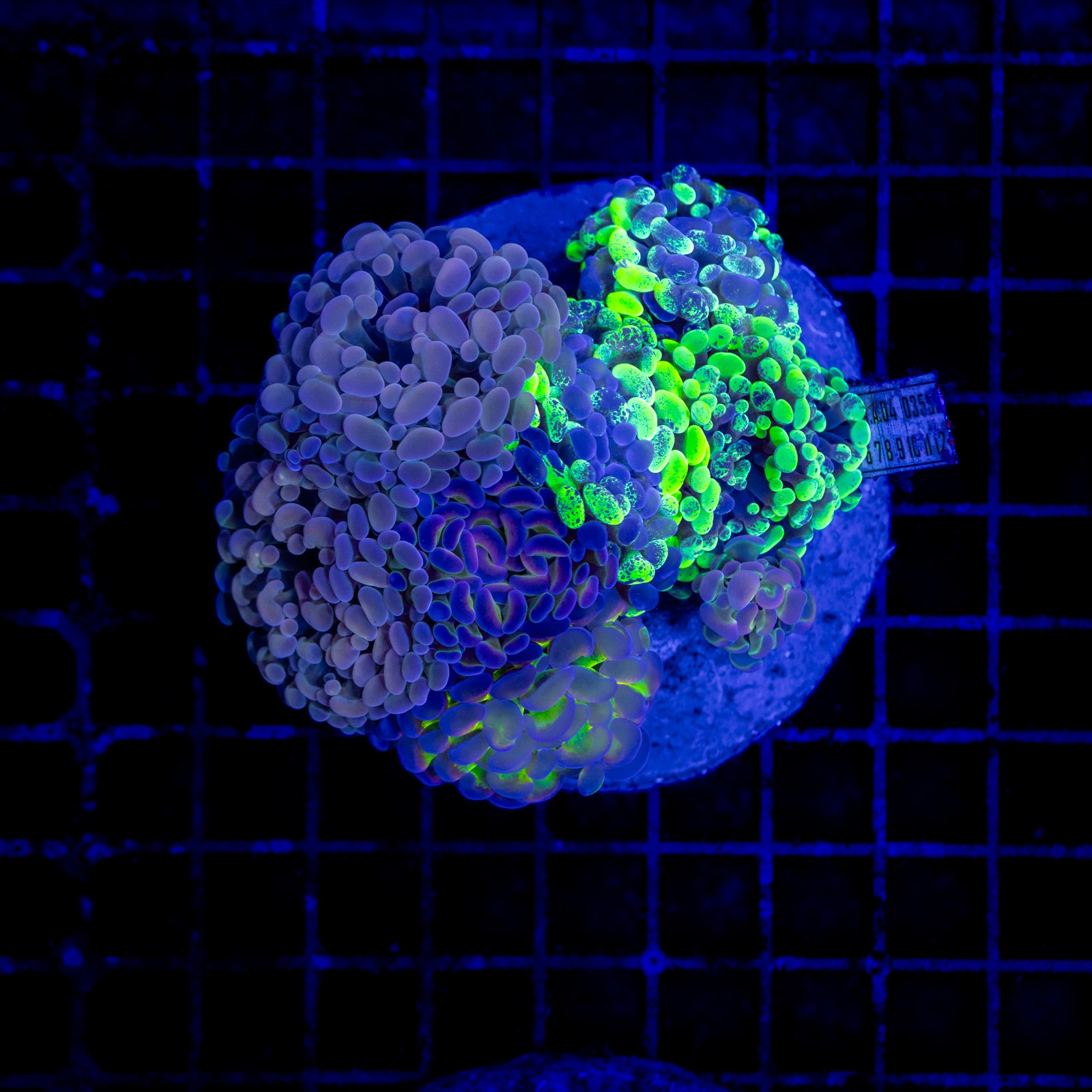 H-2535 - Euphyllia paraancora