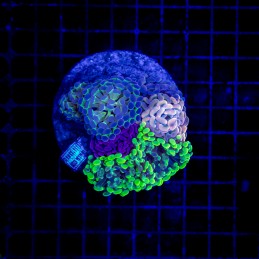 H-2536 - Euphyllia paraancora