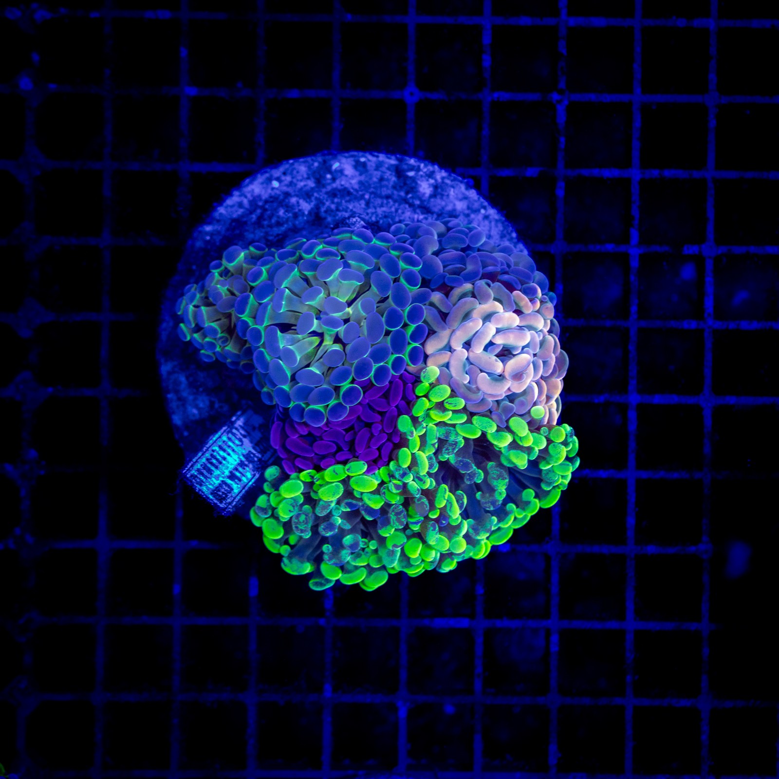 H-2536 - Euphyllia paraancora