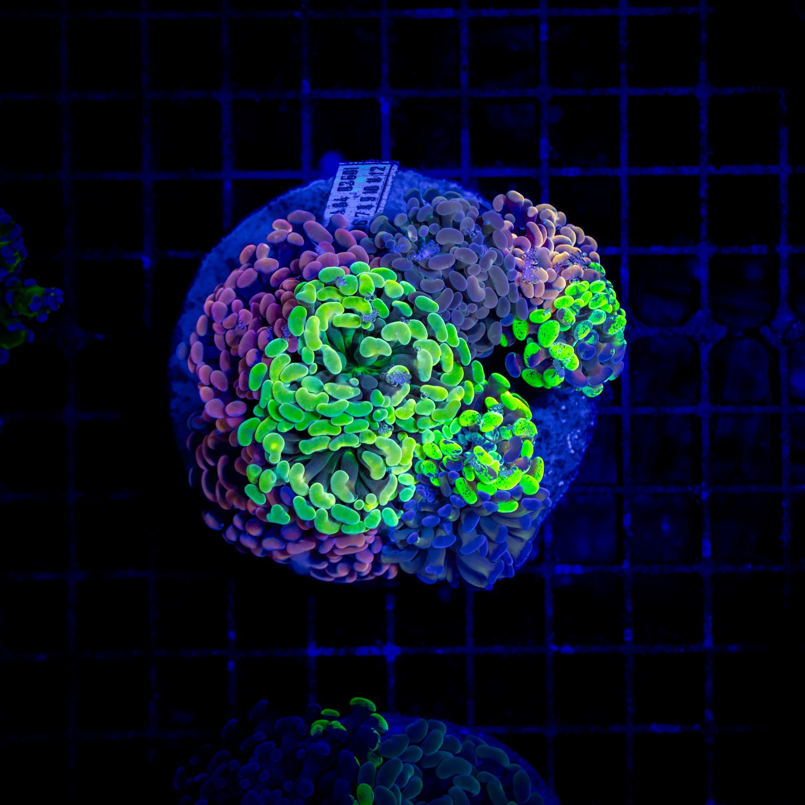 H-2537 - Euphyllia paraancora