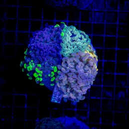 H-2538 - Euphyllia paraancora