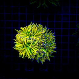 H-4001 - Euphyllia glabrescens