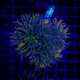 H-4002 - Euphyllia glabrescens