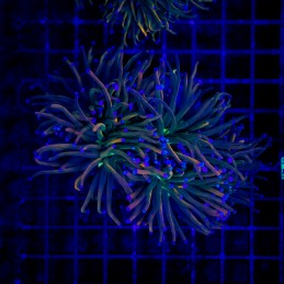 H-4003 - Euphyllia glabrescens