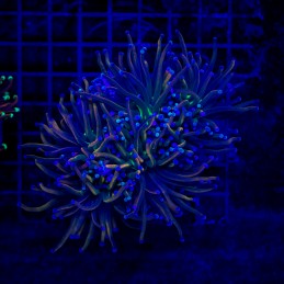 H-4004 - Euphyllia glabrescens