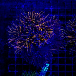 H-4005 - Euphyllia glabrescens