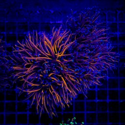 H-4006 - Euphyllia glabrescens