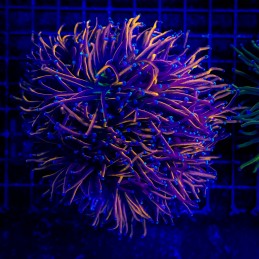H-4009 - Euphyllia glabrescens