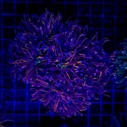 H-4010 - Euphyllia glabrescens