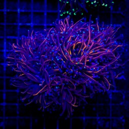 H-4011 - Euphyllia glabrescens