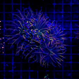 H-4012 - Euphyllia glabrescens