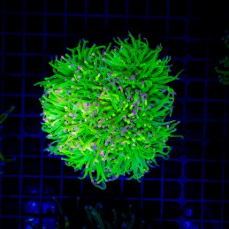 H-4013 - Euphyllia glabrescens