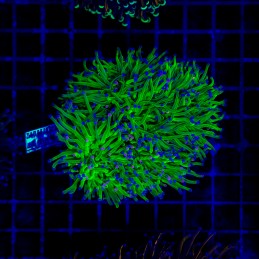 H-4014 - Euphyllia glabrescens