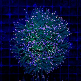 H-4015 - Euphyllia glabrescens