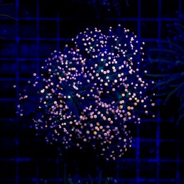 H-4016 - Euphyllia glabrescens