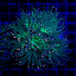 H-4017 - Euphyllia glabrescens