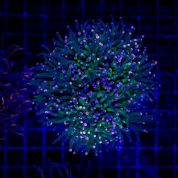 H-4018 - Euphyllia glabrescens