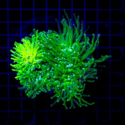 H-4019 - Euphyllia glabrescens