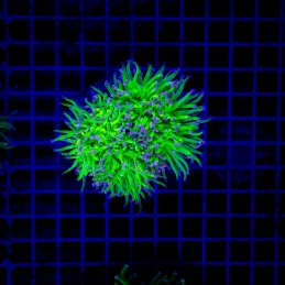 H-4020 - Euphyllia glabrescens