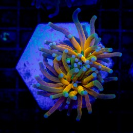 H-4021 - Euphyllia glabrescens