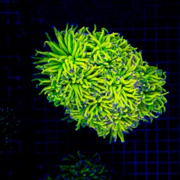 H-4022 - Euphyllia glabrescens