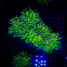 H-4024 - Euphyllia glabrescens
