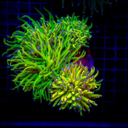 H-4025 - Euphyllia glabrescens