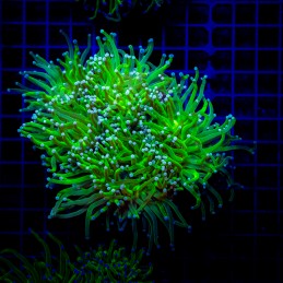 H-4026 - Euphyllia glabrescens