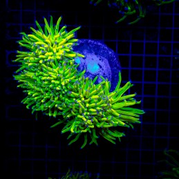 H-4027 - Euphyllia glabrescens