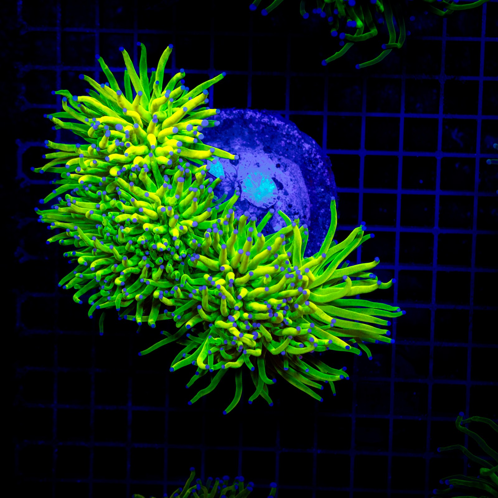 H-4027 - Euphyllia glabrescens
