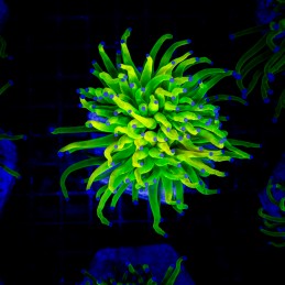 H-4028 - Euphyllia glabrescens