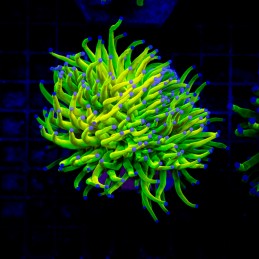 H-4029 - Euphyllia glabrescens