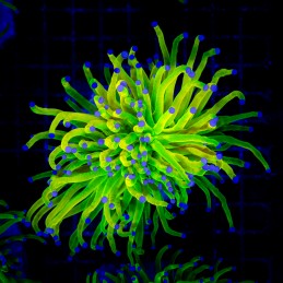 H-4030 - Euphyllia glabrescens