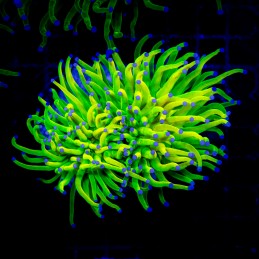 H-4031 - Euphyllia glabrescens