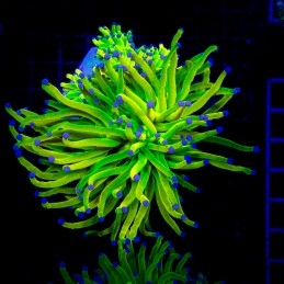 H-4032 - Euphyllia glabrescens