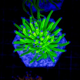 H-4033 - Euphyllia glabrescens