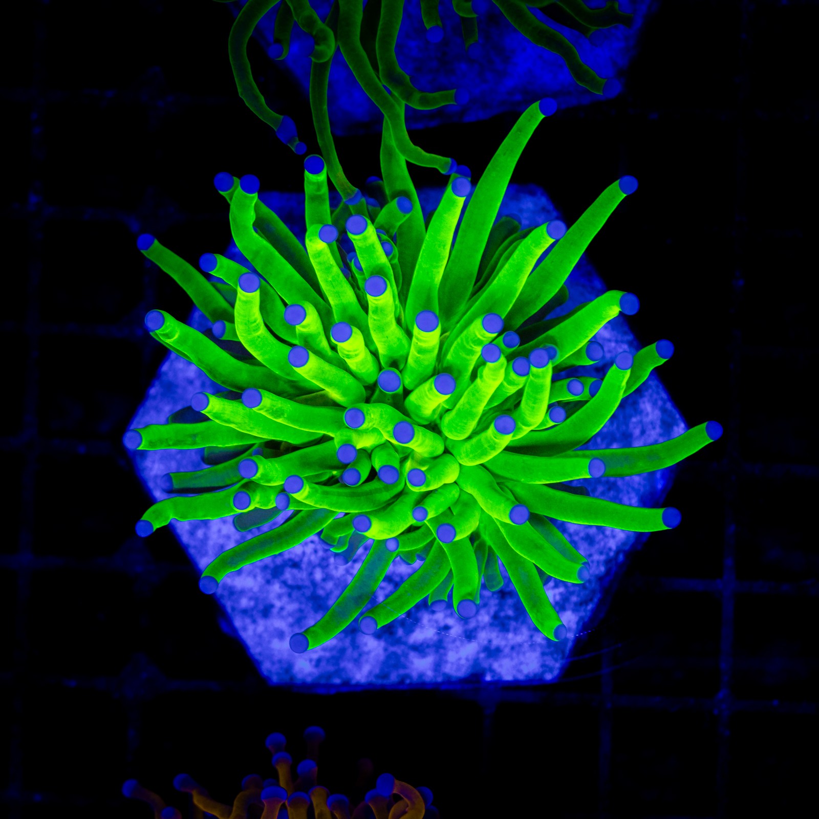 H-4033 - Euphyllia glabrescens