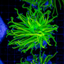 H-4034 - Euphyllia glabrescens