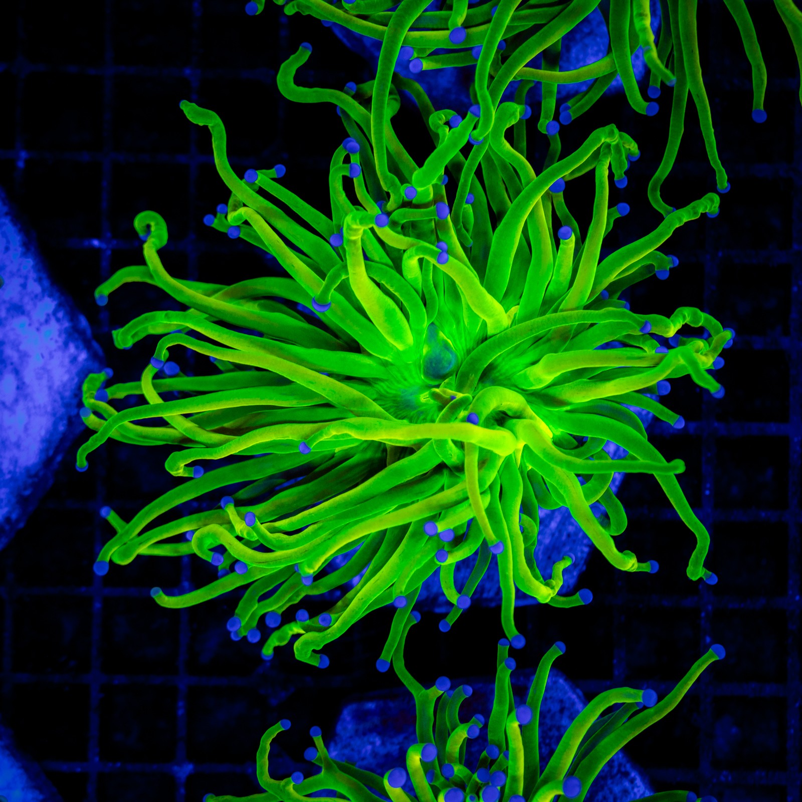H-4034 - Euphyllia glabrescens